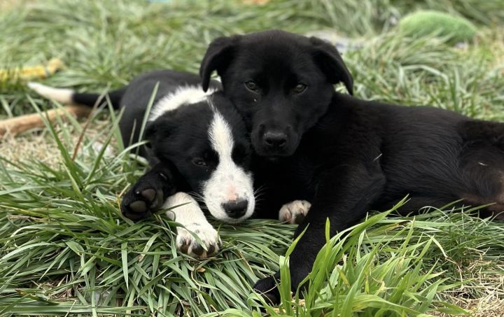 Dog for adoption - Spirit $395, a Black Labrador Retriever Mix in Seneca,  SC | Petfinder