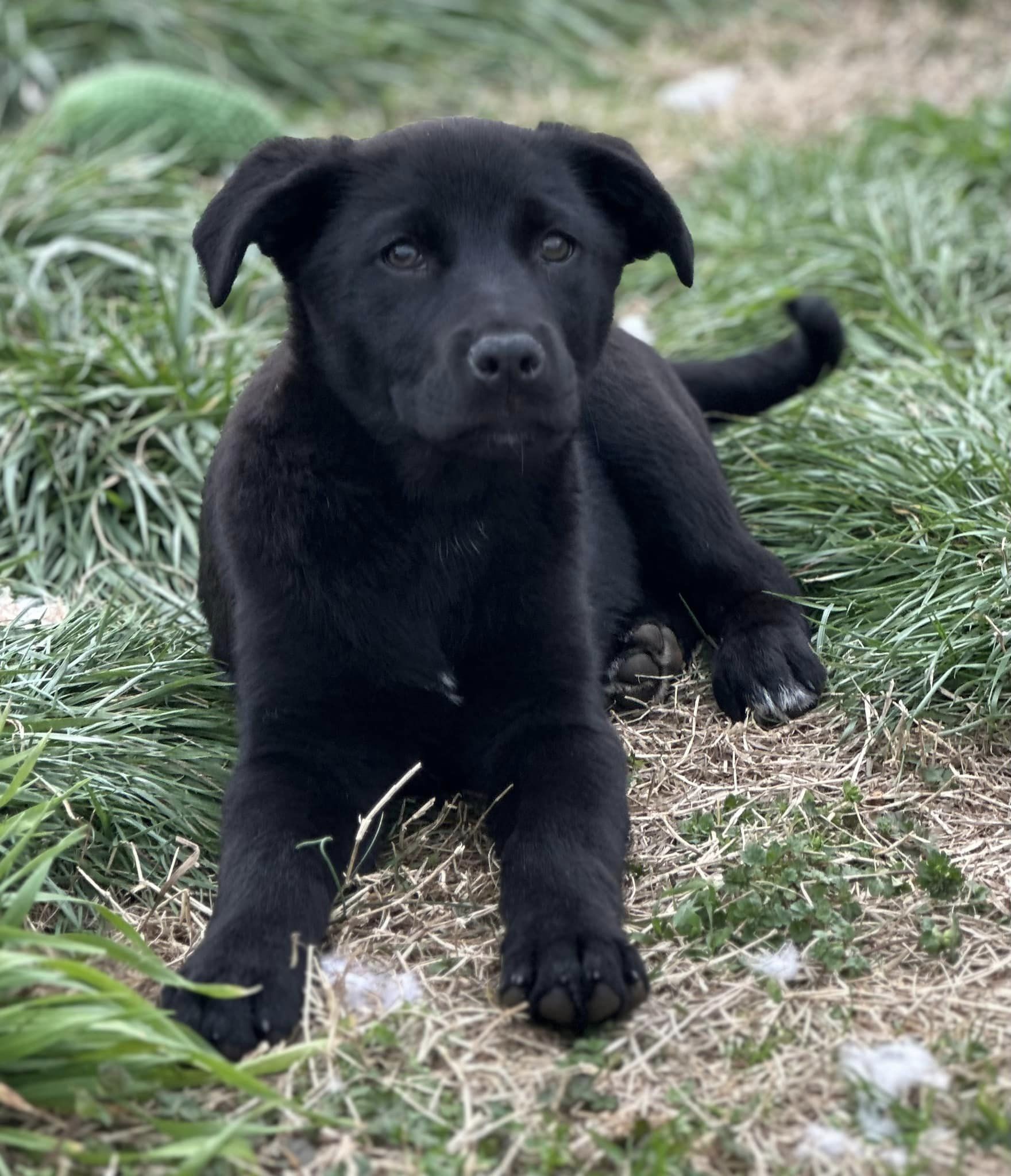 Dog for adoption - Spirit $395, a Black Labrador Retriever Mix in Seneca,  SC | Petfinder