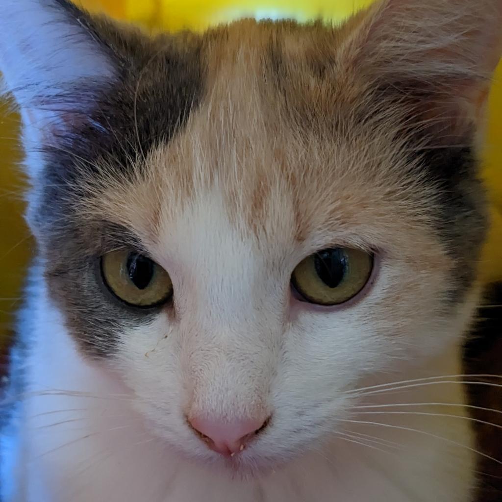 Babe, an adoptable Domestic Short Hair in Greenwood, MO, 64034 | Photo Image 1