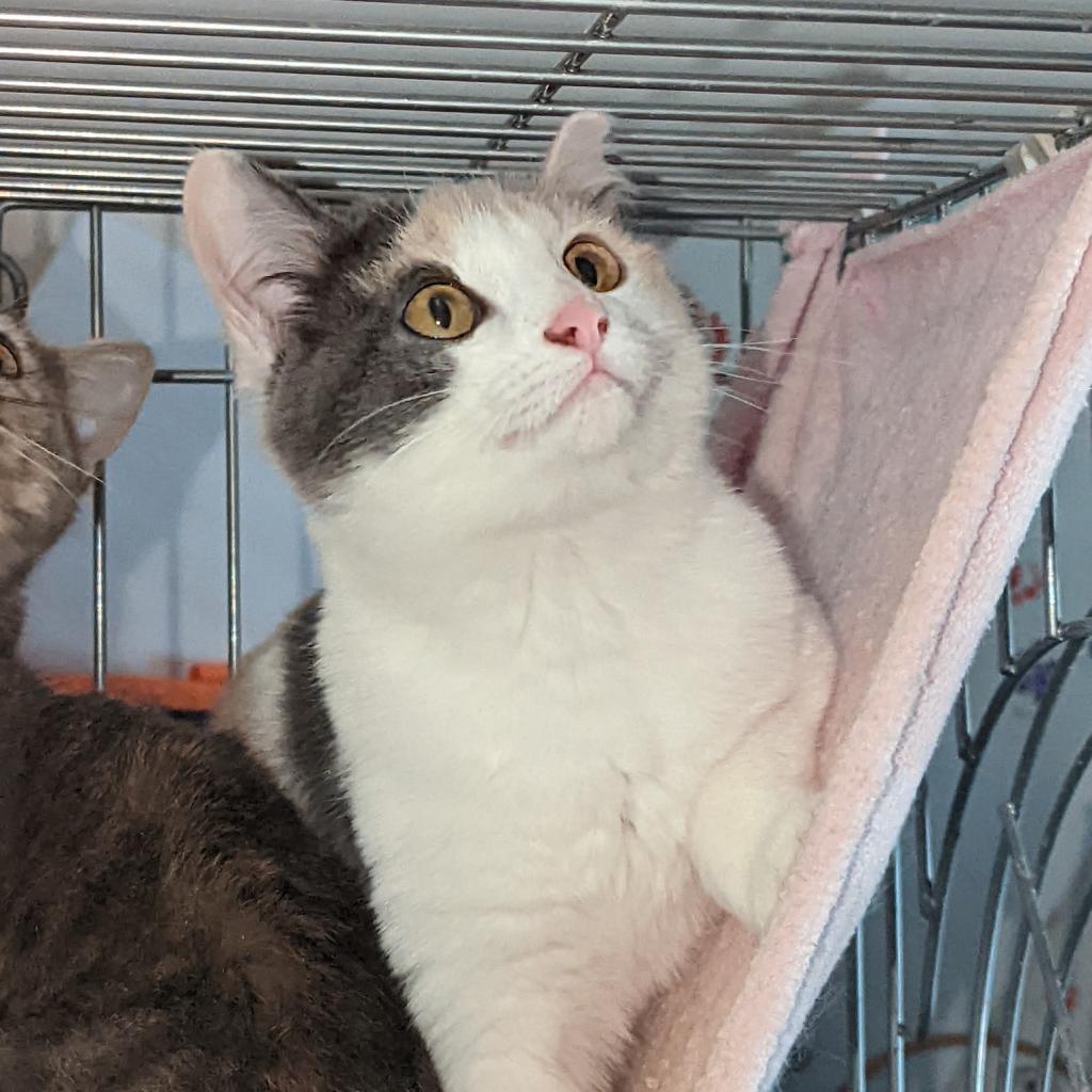 Babe, an adoptable Domestic Short Hair in Greenwood, MO, 64034 | Photo Image 2