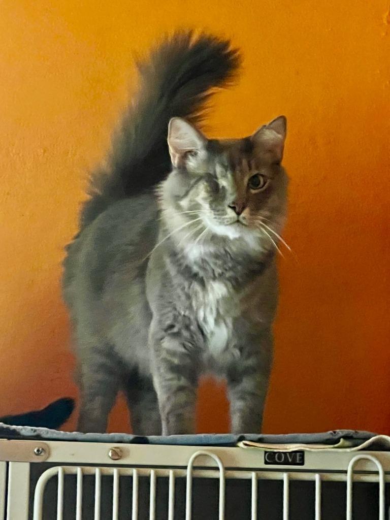 GEORGE, an adoptable Domestic Short Hair in Marianna, FL, 32447 | Photo Image 1