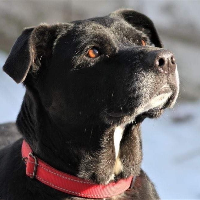 Flossy , an adoptable Black Labrador Retriever & American Staffordshire Terrier Mix in Kentwood, MI_image-1