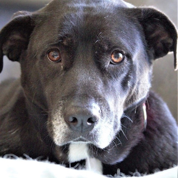 Flossy , an adoptable Black Labrador Retriever & American Staffordshire Terrier Mix in Kentwood, MI_image-4