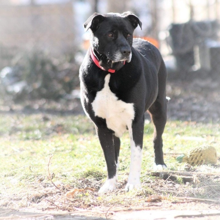 Flossy , an adoptable Black Labrador Retriever & American Staffordshire Terrier Mix in Kentwood, MI_image-6