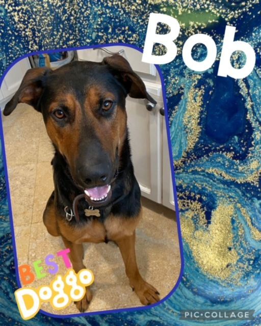 BOB needs a home currently - foster home  1