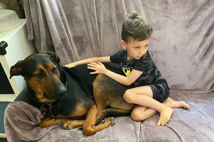 BOB needs a home currently - foster home , an adoptable Doberman Pinscher & Great Dane Mix in Tustin, CA_image-5