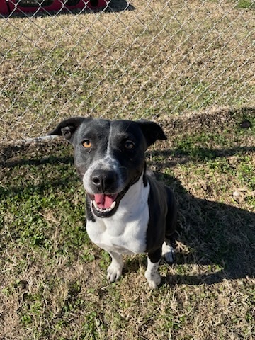 RUNNER, an adoptable Pit Bull Terrier Mix in Corpus Christi, TX_image-1