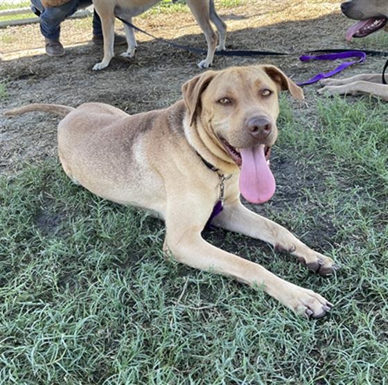 EDDIE, an adoptable Labrador Retriever Mix in Corpus Christi, TX_image-1