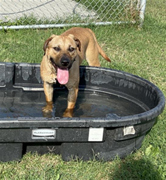 GINA, an adoptable Black Mouth Cur Mix in Corpus Christi, TX_image-1