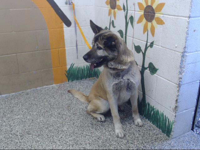 MONICA, an adoptable German Shepherd Dog & Akita Mix in San Bernardino, CA_image-1