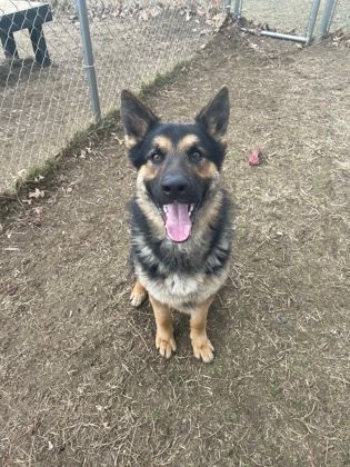 Pugsley, an adoptable German Shepherd Dog in Mishawaka, IN, 46545 | Photo Image 2