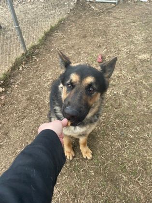 Pugsley, an adoptable German Shepherd Dog in Mishawaka, IN, 46545 | Photo Image 4
