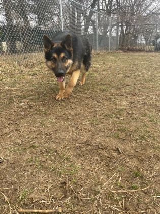 Pugsley, an adoptable German Shepherd Dog in Mishawaka, IN, 46545 | Photo Image 6