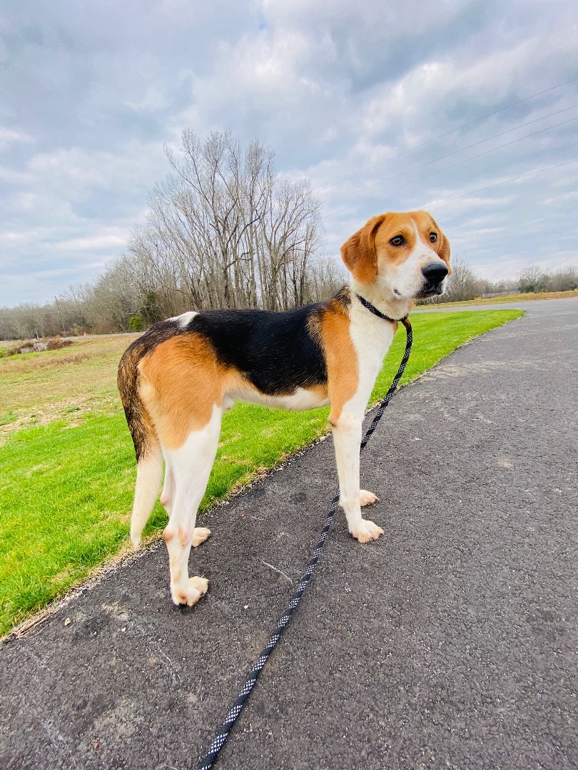 Tony- southern hunk, an adoptable Foxhound in Ferndale, WA, 98248 | Photo Image 2