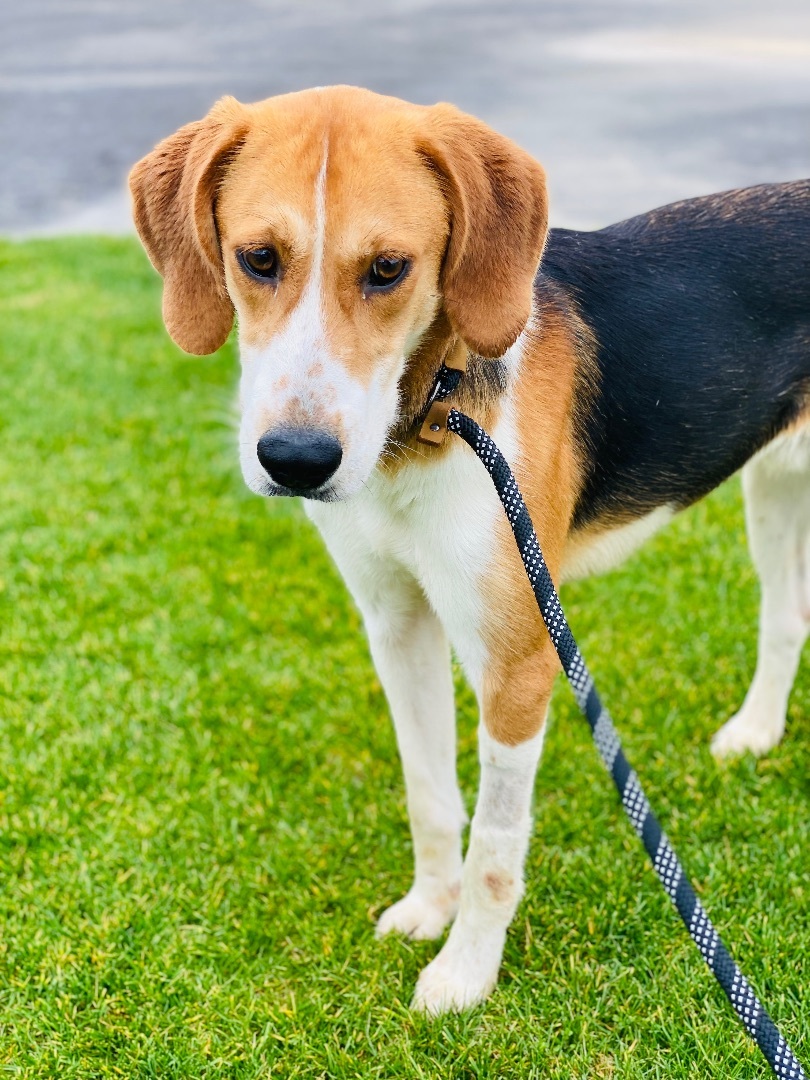 Tony- southern hunk, an adoptable Foxhound in Ferndale, WA, 98248 | Photo Image 1