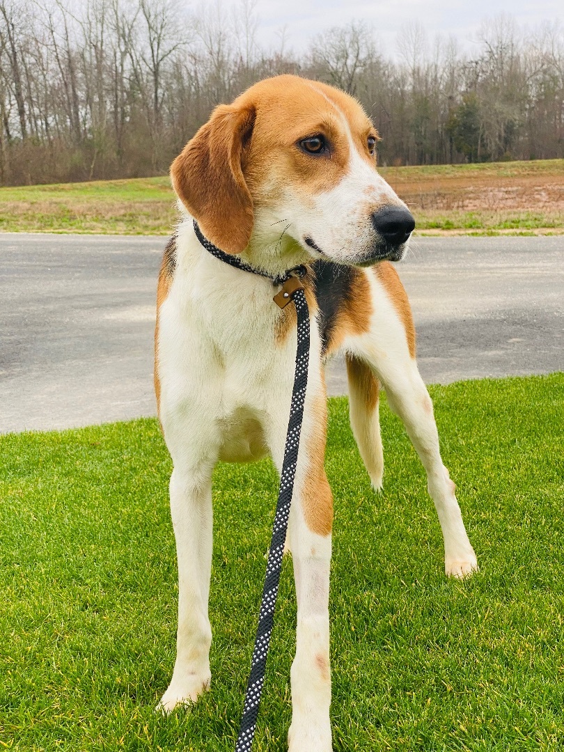 Tony- southern hunk, an adoptable Foxhound in Ferndale, WA, 98248 | Photo Image 3