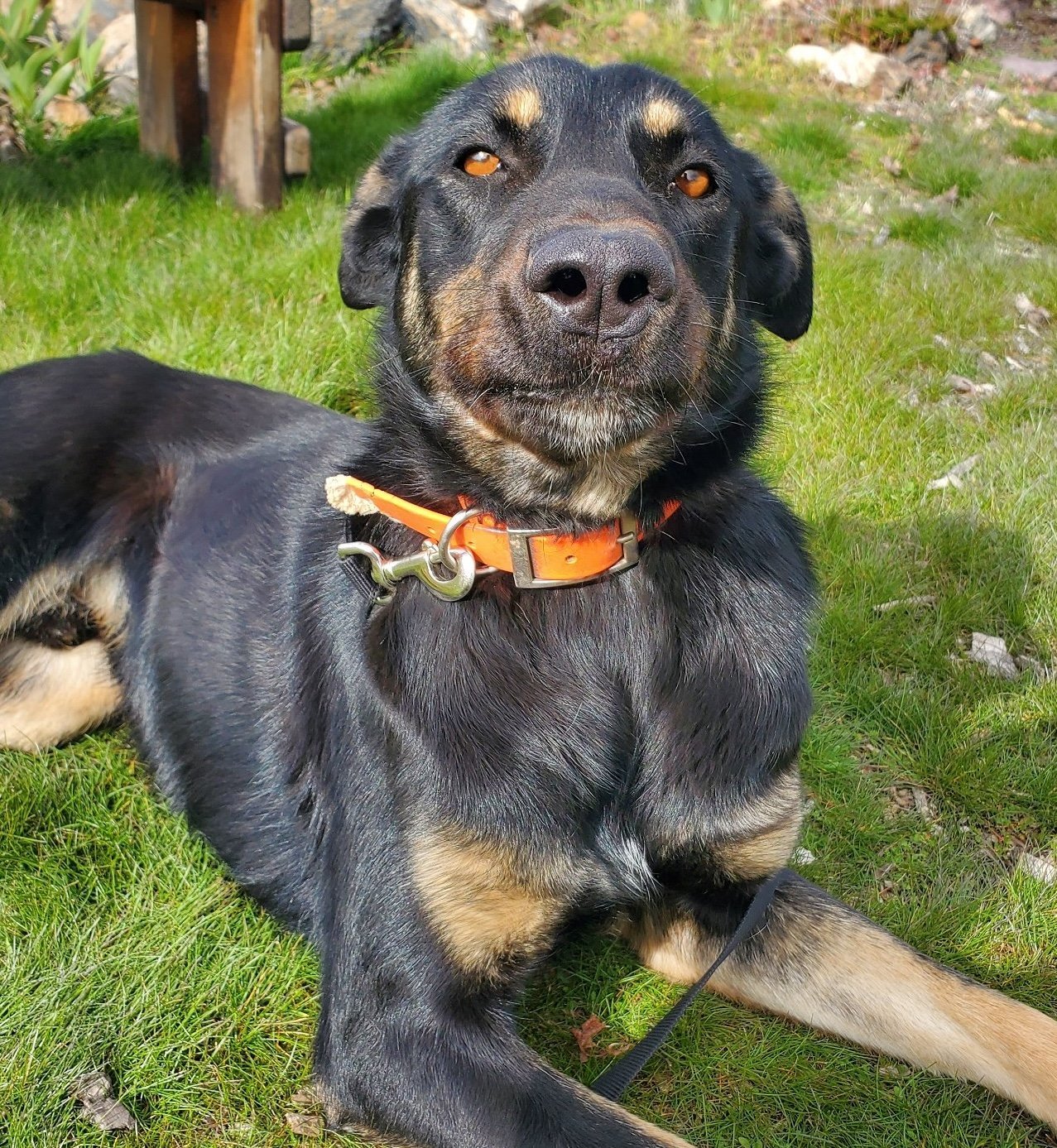 Dilly, an adoptable Doberman Pinscher, Hound in Yreka, CA, 96097 | Photo Image 1