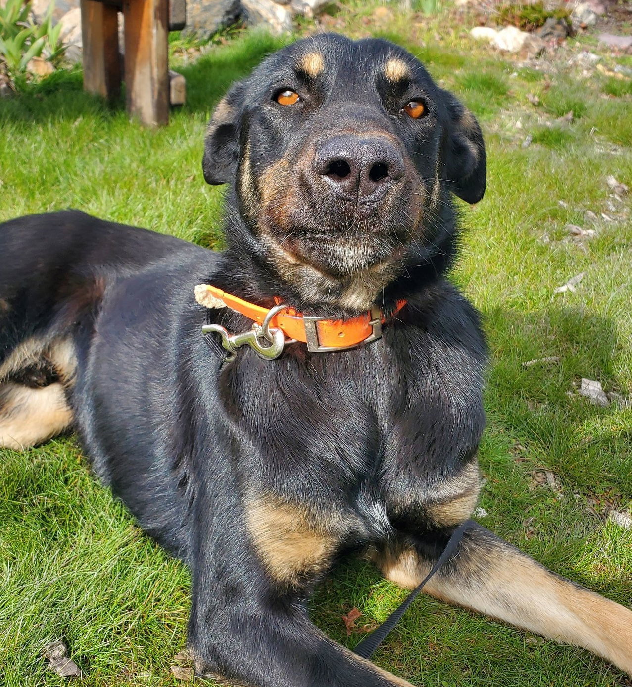 Dilly, an adoptable Doberman Pinscher, Shepherd in Yreka, CA, 96097 | Photo Image 1