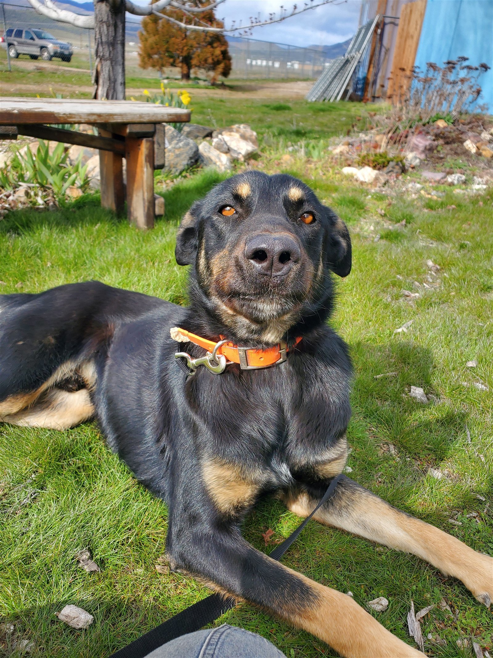 Dilly, an adoptable Doberman Pinscher, Hound in Yreka, CA, 96097 | Photo Image 2
