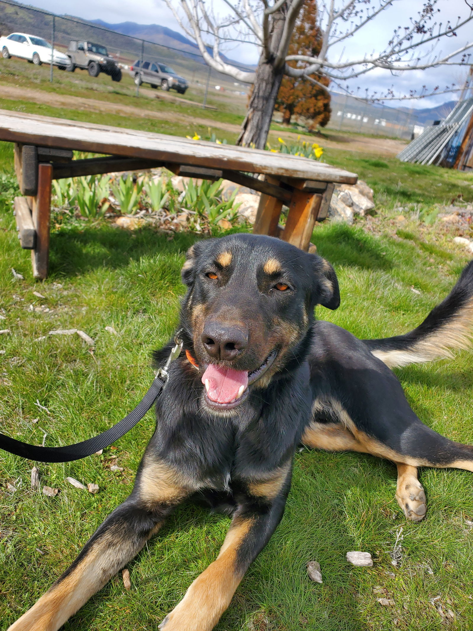 Dilly, an adoptable Doberman Pinscher, Shepherd in Yreka, CA, 96097 | Photo Image 2