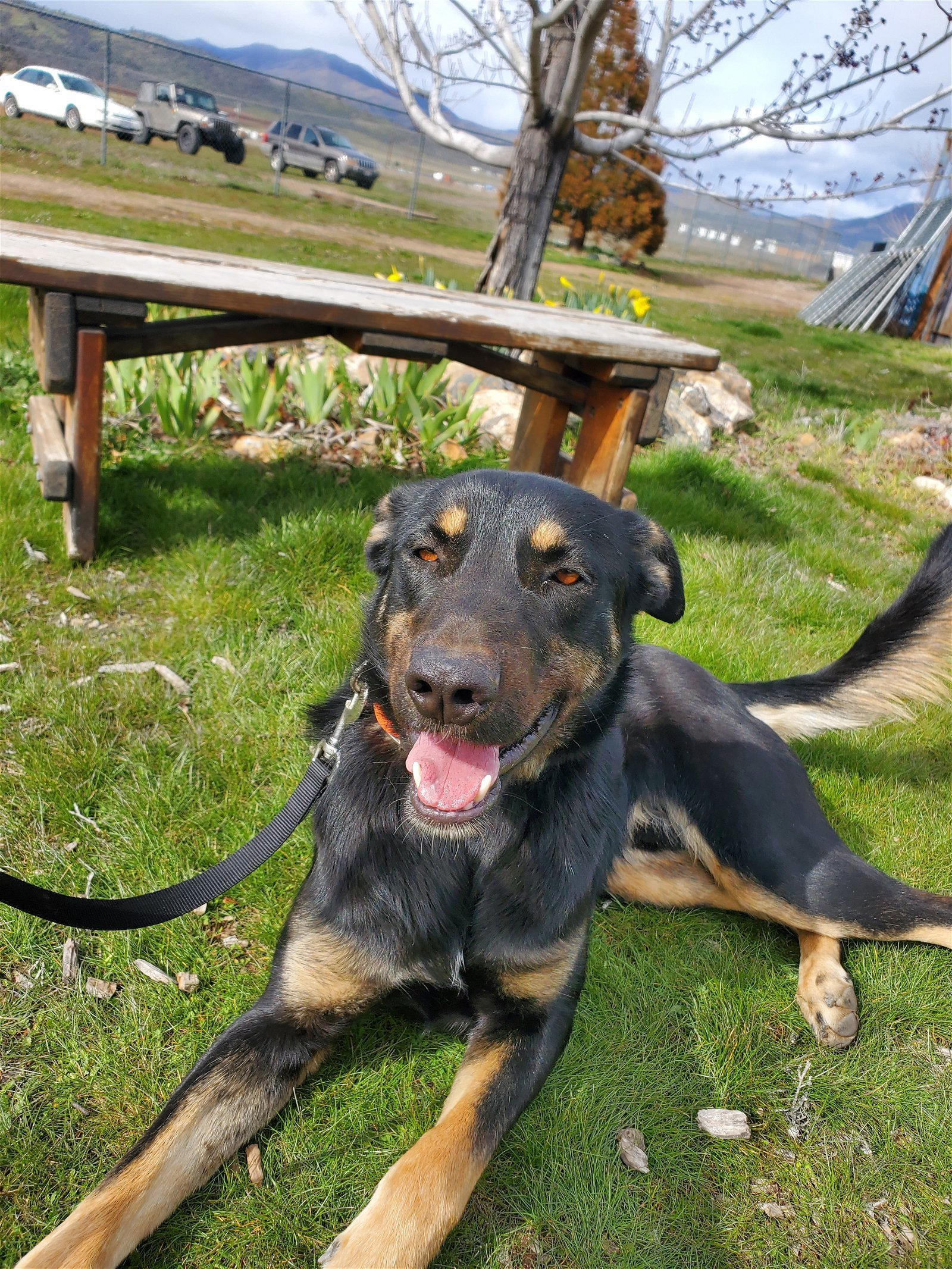 Dilly, an adoptable Doberman Pinscher, Shepherd in Yreka, CA, 96097 | Photo Image 3
