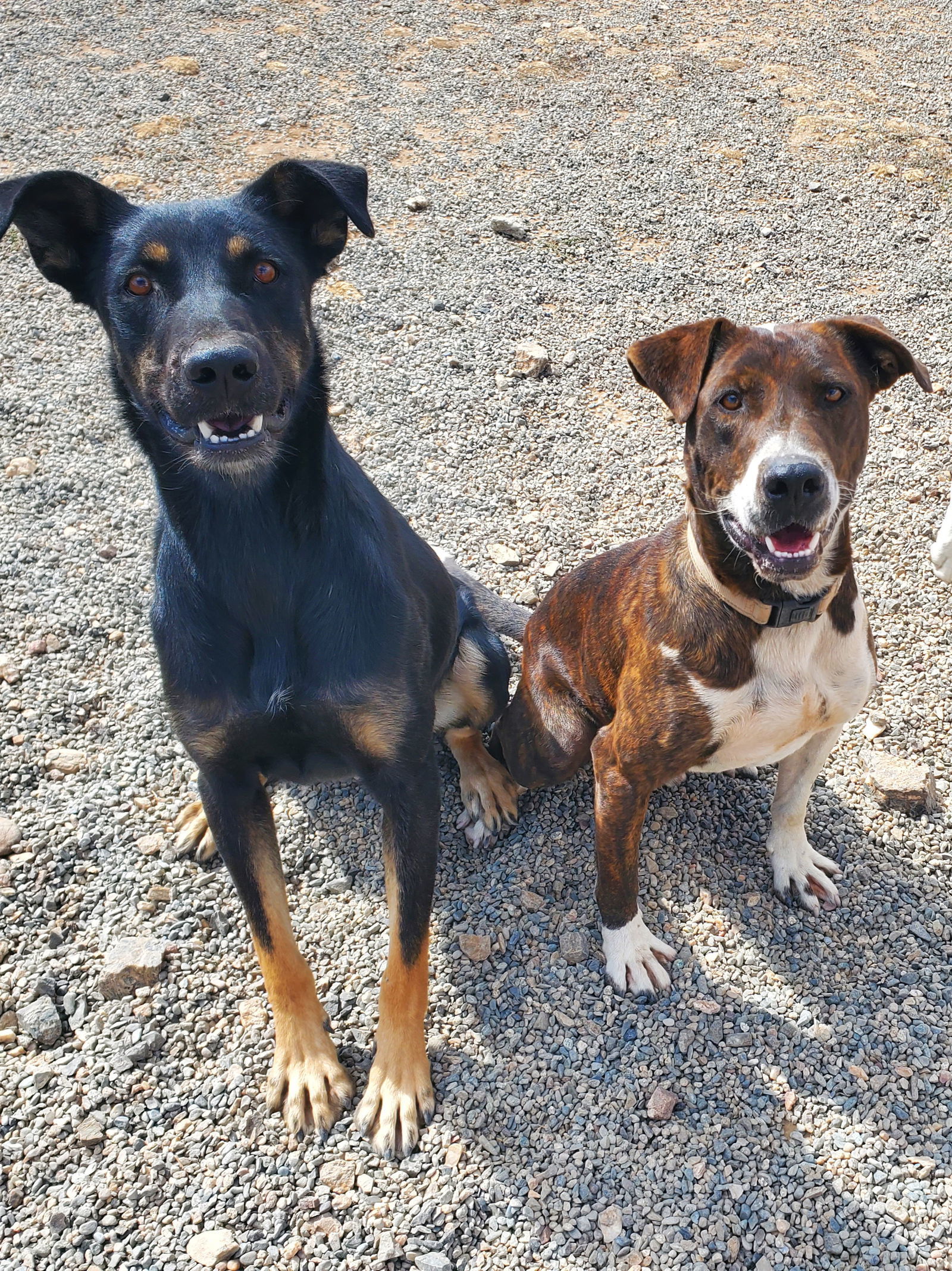 Dilly, an adoptable Doberman Pinscher, Shepherd in Yreka, CA, 96097 | Photo Image 3