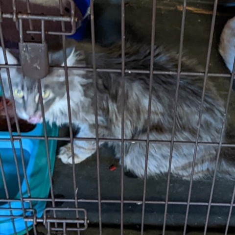 GREY, an adoptable Domestic Long Hair in Mangum, OK, 73554 | Photo Image 1