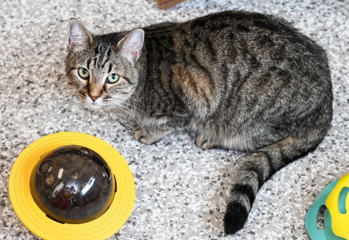 Gumbo , an adoptable Tabby & Domestic Short Hair Mix in Chattanooga, TN_image-1