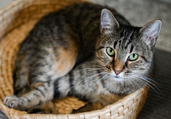 Gumbo , an adoptable Tabby & Domestic Short Hair Mix in Chattanooga, TN_image-6