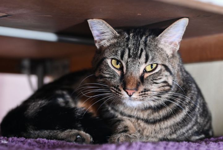 Okra , an adoptable Tabby & Domestic Short Hair Mix in Chattanooga, TN_image-5