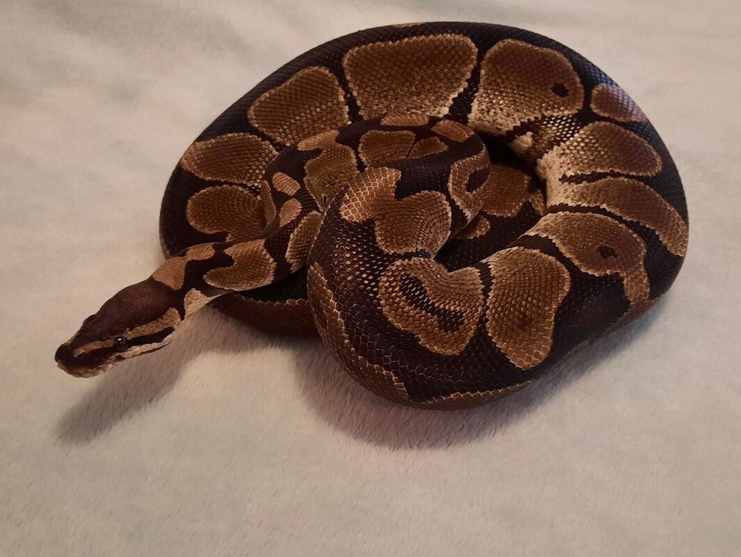 Snake for adoption - Bubbles, a Ball Python in Willard, NC | Petfinder