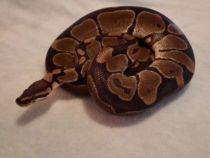 Bubbles, Adult Male unknown