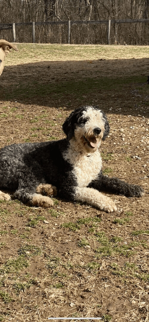 Calypso, an adopted Poodle & Old English Sheepdog Mix in South Charleston, OH_image-1