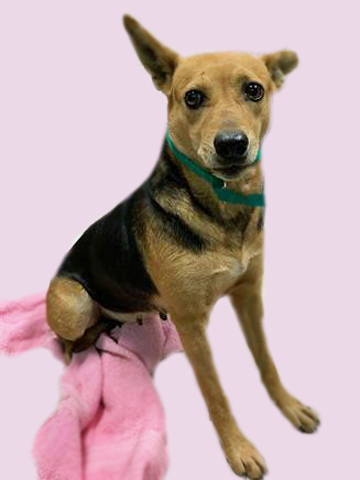 EMMA, an adoptable German Shepherd Dog, Mixed Breed in Tucson, AZ, 85745 | Photo Image 1