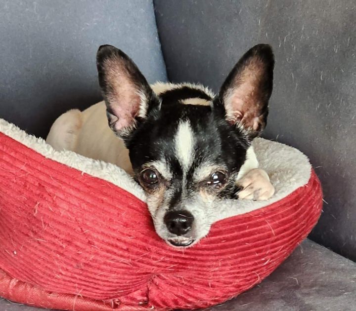 Kudzo, an adoptable Chihuahua Mix in Winder, GA_image-3