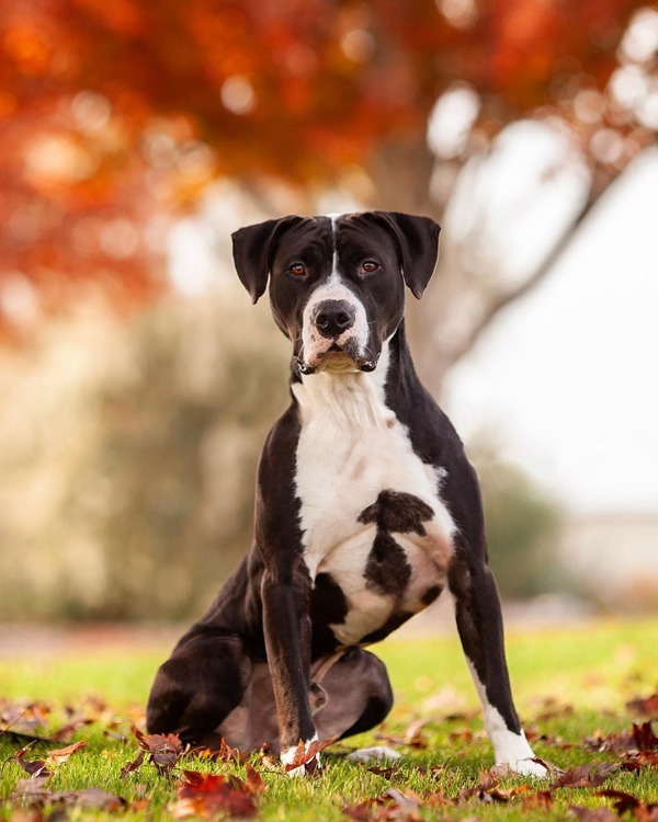 Papa, an adoptable Pit Bull Terrier in Kennewick, WA, 99336 | Photo Image 1