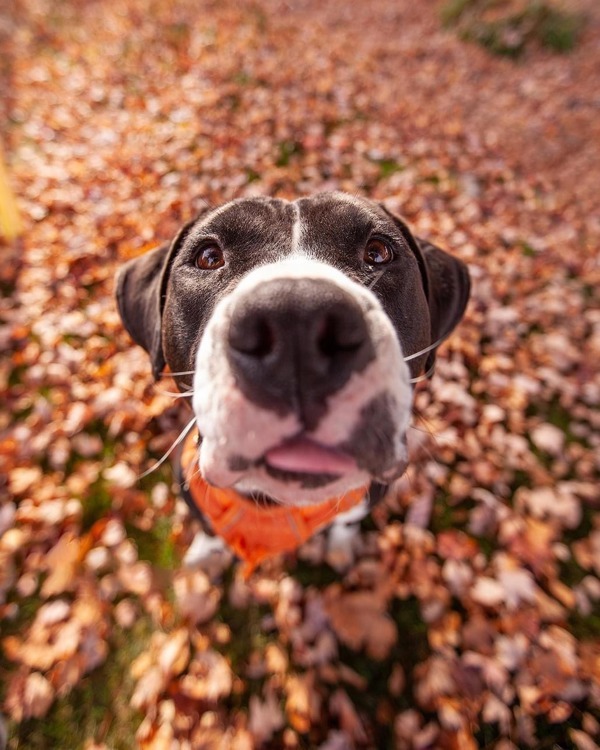 Papa, an adoptable Pit Bull Terrier in Kennewick, WA, 99336 | Photo Image 2