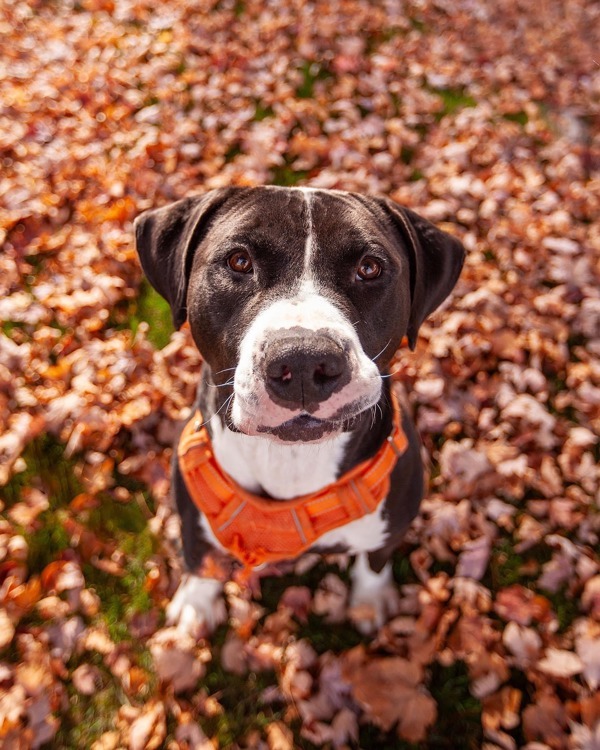 Appa, an adoptable Pit Bull Terrier in Kennewick, WA, 99336 | Photo Image 3
