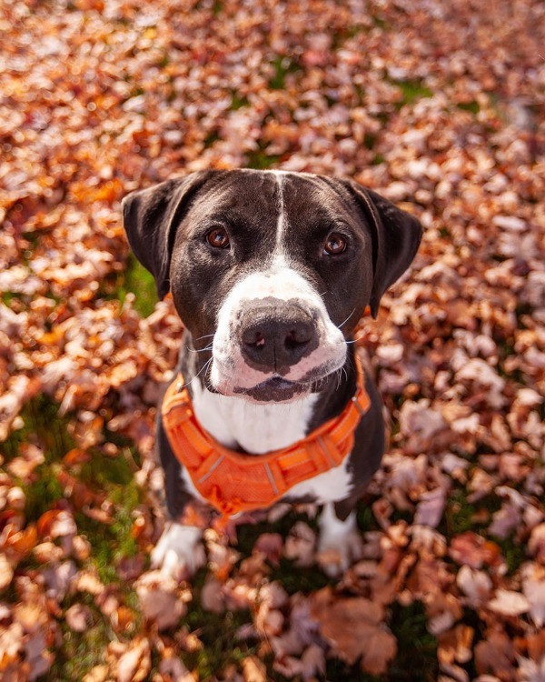 Papa, an adoptable Pit Bull Terrier in Kennewick, WA, 99336 | Photo Image 3