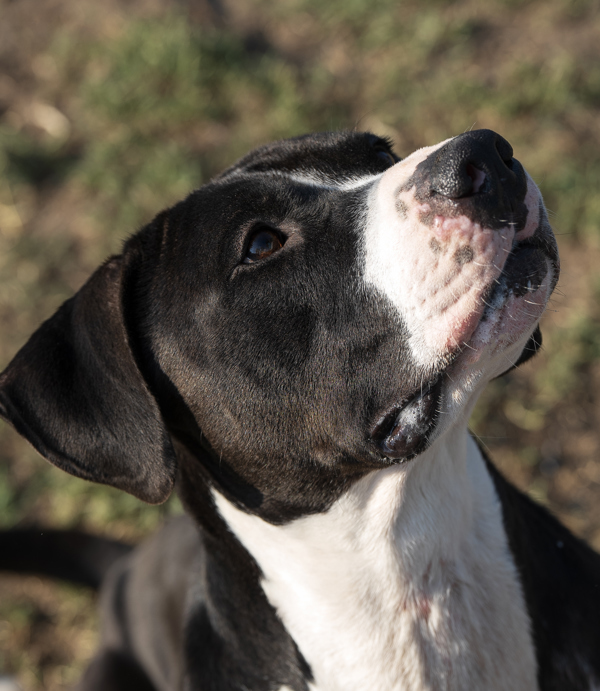 Papa, an adoptable Pit Bull Terrier in Kennewick, WA, 99336 | Photo Image 4
