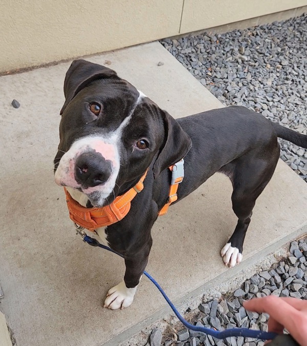 Papa, an adoptable Pit Bull Terrier in Kennewick, WA, 99336 | Photo Image 5