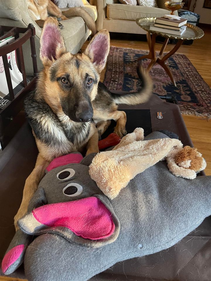 German shop shepherd slippers