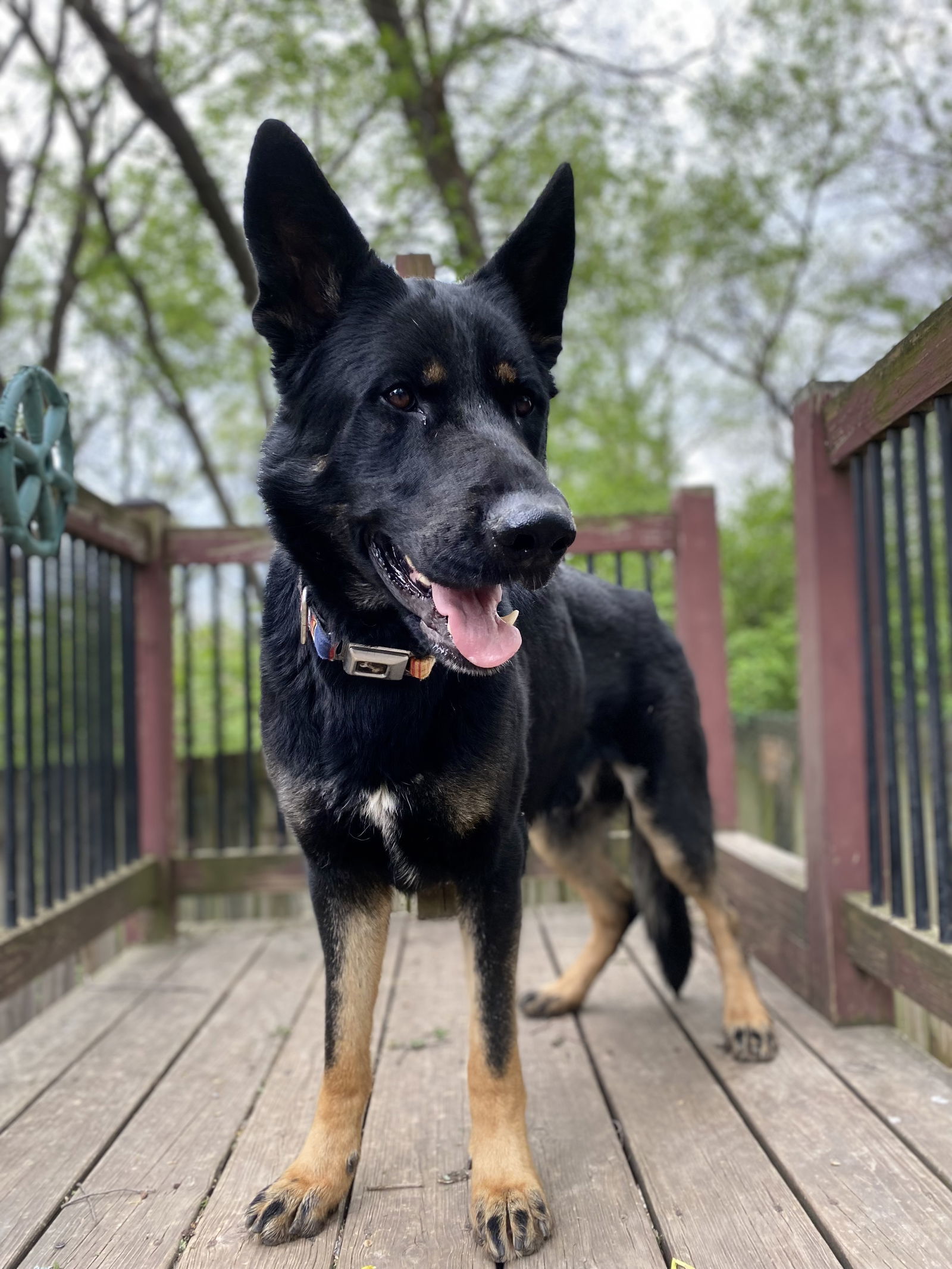 Raider, an adoptable German Shepherd Dog in Leavenworth, KS, 66048 | Photo Image 1