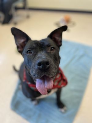 Dog for adoption - Esther, a Pit Bull Terrier Mix in Westland, MI |  Petfinder