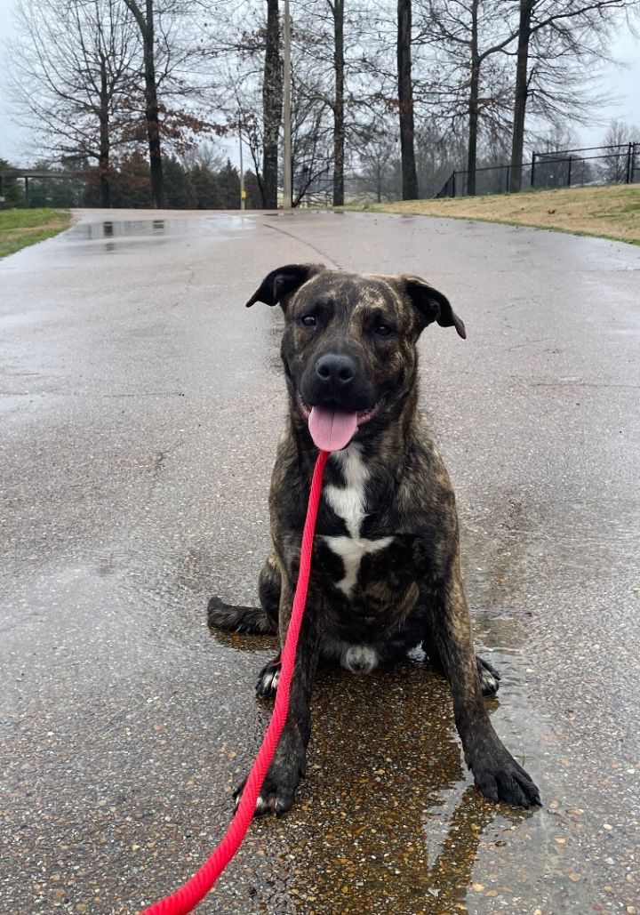 Rover, an adoptable Catahoula Leopard Dog Mix in Collierville, TN_image-4