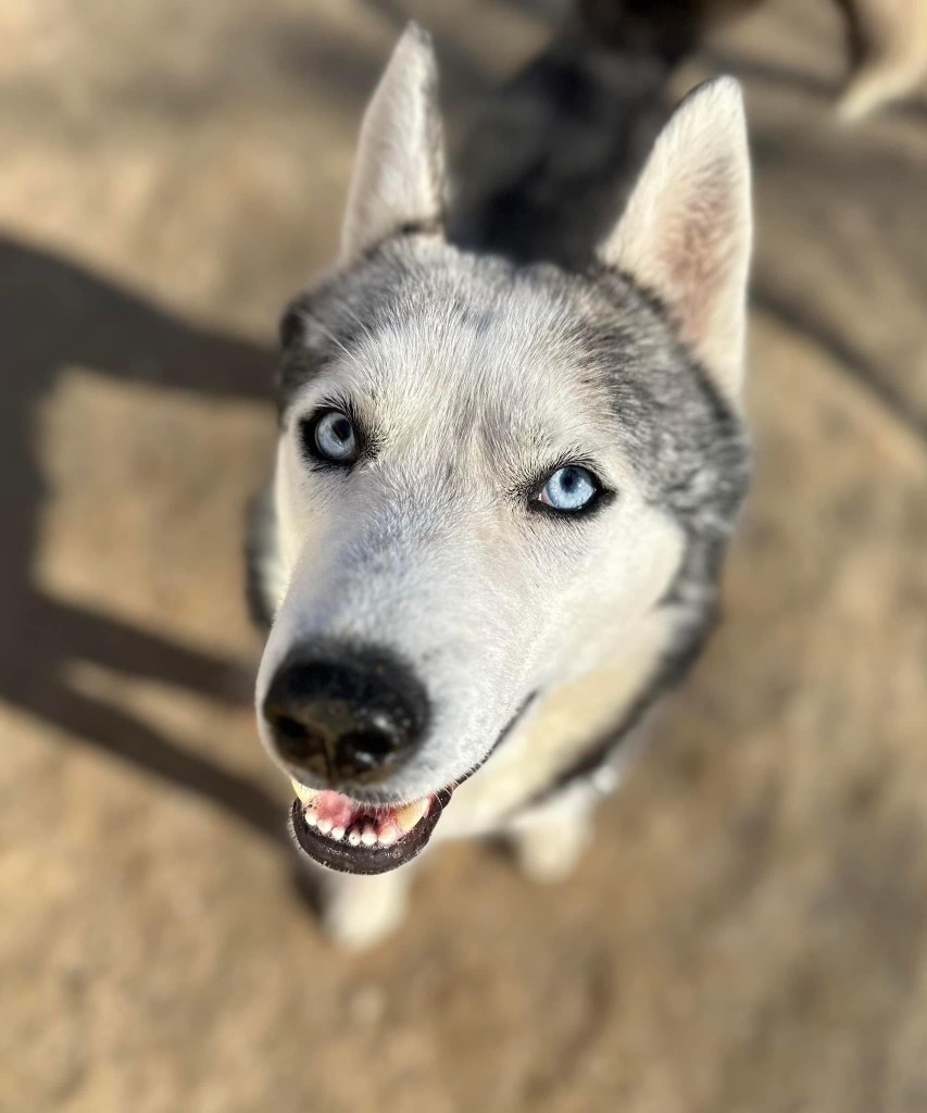 Dog for adoption - Blake, a Husky in Hyde Park, NY | Petfinder