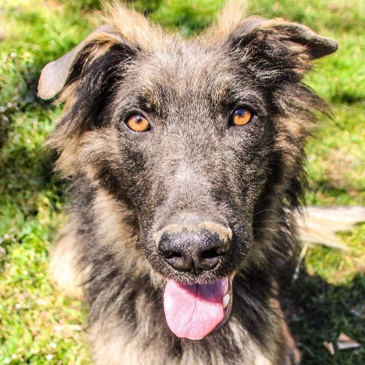 Ethan, an adoptable German Shepherd Dog in Rochester, NY, 14609 | Photo Image 1