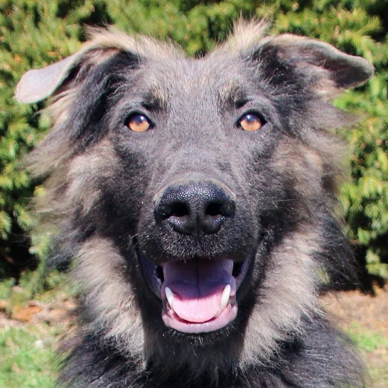 Ethan, an adoptable German Shepherd Dog in Rochester, NY, 14609 | Photo Image 2
