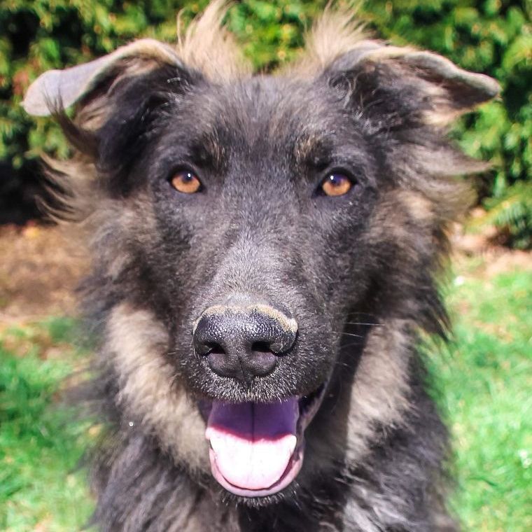Ethan, an adoptable German Shepherd Dog in Rochester, NY, 14609 | Photo Image 4