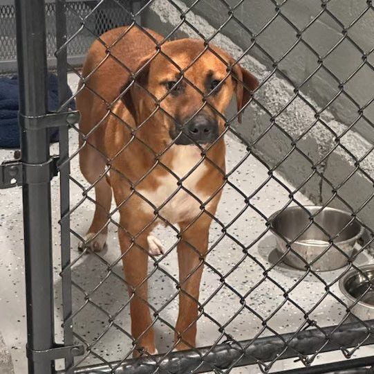 Ava, an adoptable Black Mouth Cur, Hound in Rochester, NY, 14609 | Photo Image 2